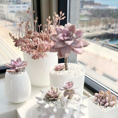 three white vases filled with different types of succulents on top of a window sill