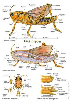 the anatomy of an insect and its parts