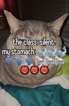 a cat that is laying down with the caption, the class silent my stomach