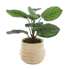 a potted plant with large green leaves in it on a white background, isolated