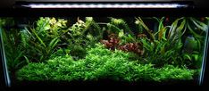 an aquarium filled with lots of green plants