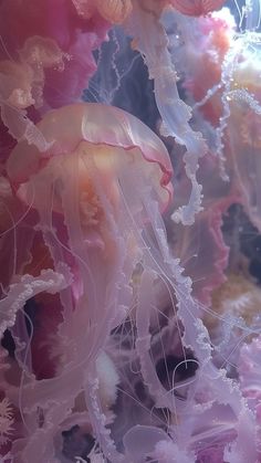 many jellyfish are swimming in the water