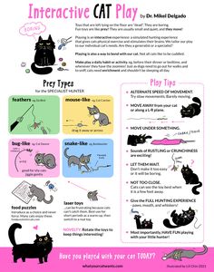 the interactive cat play poster is shown with instructions for how to use it and what to do