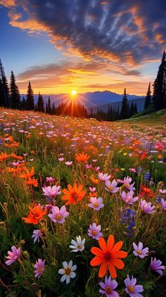 the sun is setting over a field full of wildflowers