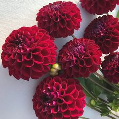 a bunch of red flowers sitting on top of a white table next to each other