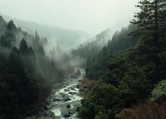 a river running through a forest filled with trees and mist covered mountains in the distance