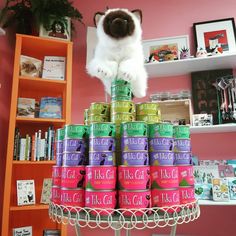 a cat sitting on top of a stack of canned cans in a room filled with books