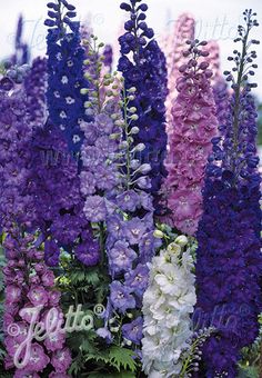 purple, white and pink flowers in a garden