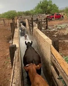 two cows are standing in the back of a wooden pen with water coming out of it