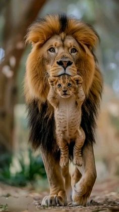 an adult lion carrying a baby cat on its back