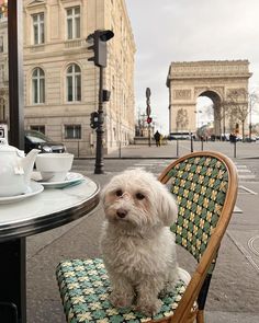 Dog Photography Ideas, Tashkent Uzbekistan, Swan Princess, Parisian Life, Cheese Platter, Paris Trip, Paris Love, Dog Blog, Paris Photos