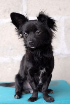 a small black dog sitting on top of a blue cushion next to a brick wall