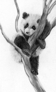 a pencil drawing of a panda bear sitting on a tree branch with its paws up