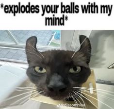 a cat is looking at the camera with caption that reads, explodes your balls with my mind