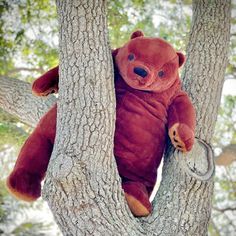 a brown teddy bear sitting on top of a tree