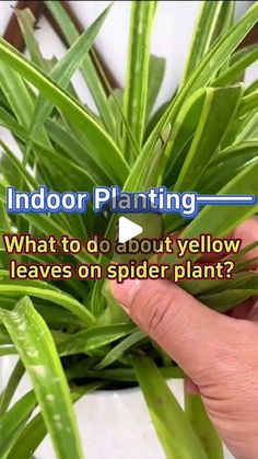 a hand holding a plant with the text indoor planting what to do, but yellow leaves on spider plant?