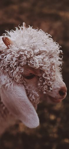 a close up of a person petting a small white sheep with curly hair on it's head