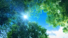 looking up at the sky through some trees