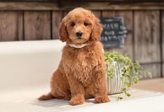 a small brown dog sitting next to a potted plant