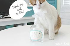 a cat sitting on top of a table next to a bottle of water and a speech bubble