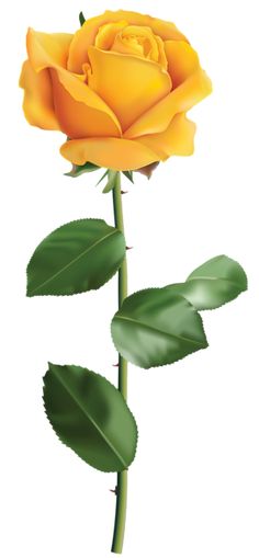 a single yellow rose with green leaves