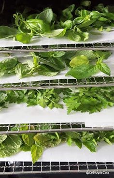 lettuce growing in an indoor grower, with green leaves on the shelves