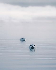 two sea lions swimming in the ocean on a foggy day