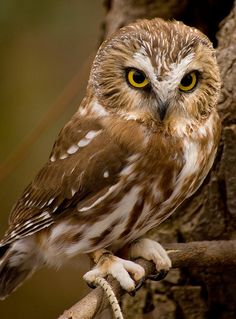 an owl sitting on top of a tree branch