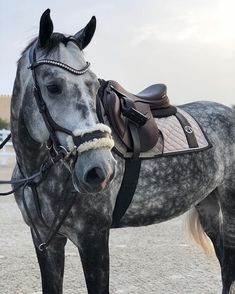 a gray horse standing on top of a dirt field next to a person wearing a helmet