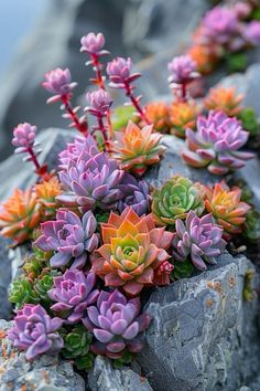 colorful succulents growing out of rocks on the beach