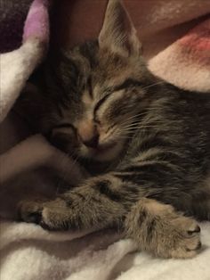 a small kitten sleeping on top of a blanket