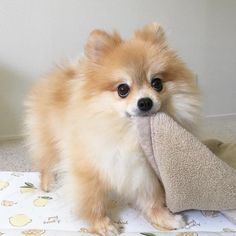 a small dog holding a stuffed animal in it's mouth