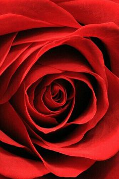 a close up view of a red rose