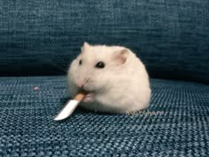 a small white hamster chewing on a piece of food