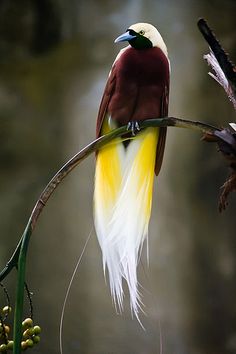 a bird sitting on top of a tree branch with white and yellow feathers in it's beak