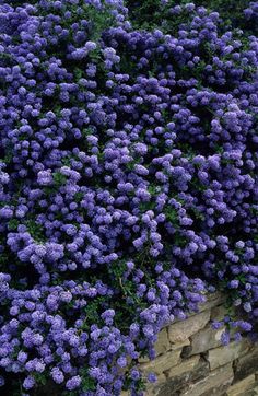 purple flowers growing on the side of a stone wall