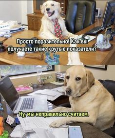 a dog sitting at a desk in front of a laptop computer with the caption'i don't know what this is