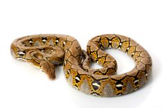 a yellow and brown snake on a white background