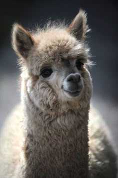 an alpaca looks at the camera while standing in front of a dark background