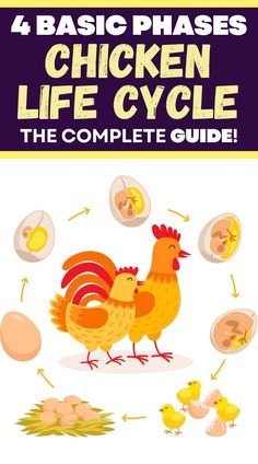 the chicken life cycle is shown in this book