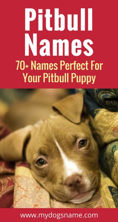 a dog laying on top of a bed with the title pitbull names 70 names perfect for your pitbull puppy