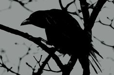 a black bird sitting on top of a tree branch with no leaves in it's branches