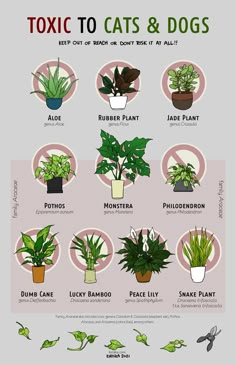 a poster showing different types of house plants