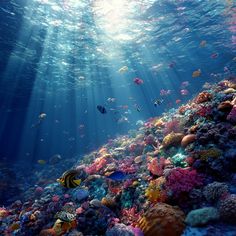 Explore the vibrant world beneath the waves 🌊🐠 The colors and life of this coral reef are simply breathtaking. Pin your favorite sea creatures! Coral Reefs, Coral Reef, Sea Creatures, Diving, Coral, Water, Beauty, Color