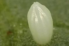 a white object sitting on top of a grass covered ground next to a green field