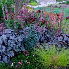 a garden filled with lots of purple flowers