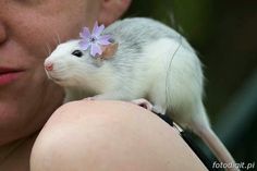 a woman is holding a small rat on her shoulder with a flower in it's ear