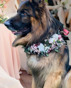 a dog wearing a flower crown sitting on the ground