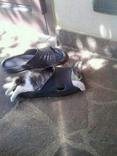 a cat laying on top of a pair of shoes in front of a door,