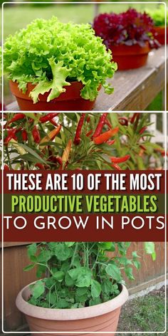 there are 10 of the most produce vegetables to grow in pots on the deck or patio